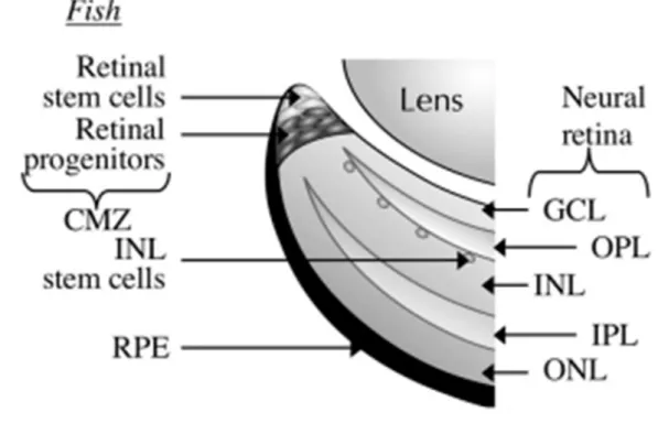 Figure 3. Localisation of the cilliary marginal zone in fish. Multipotent retinal stem cells are  found in the most peripheral zone of the cilliary marginal zone of zebrafish