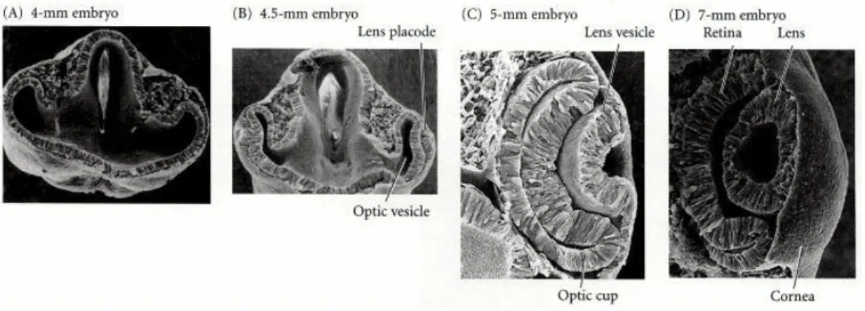 Figure 4. Vertebrate eye development (adapted from Gilbert, S.F., Part 3. Later embryonic  development – Chapter 12