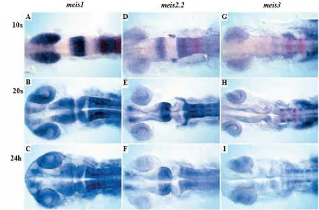 Figure 6. Expression patterns of meis1,  meis2.2 and meis3 during segmentation stages of  zebrafish development