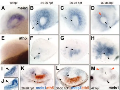 Fig. 1. meis1 retracts accompanying the ath5 wave and becomes restricted to the CMZ. (A-D) meis1 and (E-H) ath5 expression analyzed by single in situ hybridization