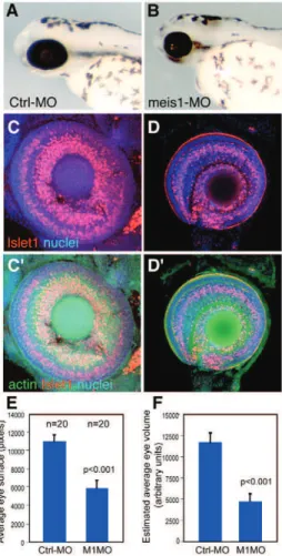 Fig. S3 in the supplementary material). Interestingly, at 4 days post- post-fertilization (dpf), meis2.2 expression had replaced meis1 at the CMZ.