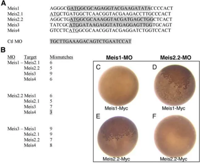 Figure S1. Morpholino (MO) sequences, targets and specificity assay in Xenopus. (A)  Alignment of Meis sequences around the ATG (underlined)