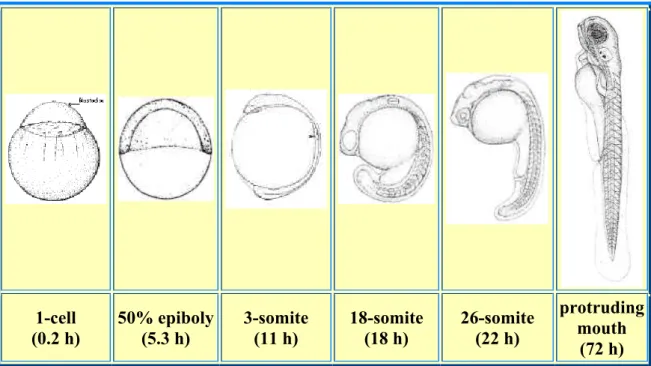 Figure 1. Diagram representing some stages of the zebrafish development. At 1-cell stage, after  fertilization, the embryo is divided in two structures, the yolk and on the top of the yolk, the cell
