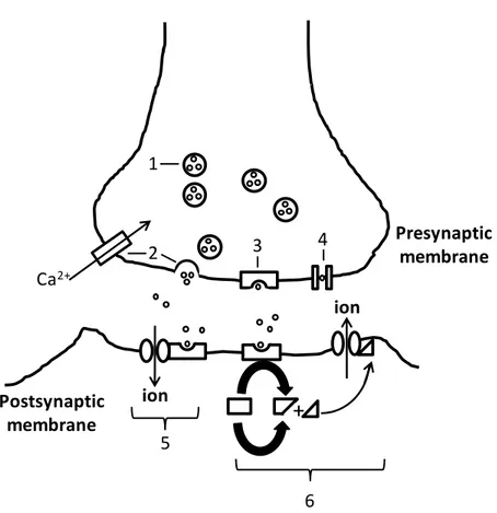 Fig.  1.4.2: Schematic  representation  of  the  synaptic  transmission.  1-  Neurotransmitter molecules  are stored in vesicles