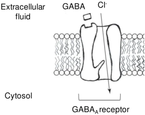 Fig.  1.4.3:  Representation  of  the  GABA A  receptor  in  the  cell  membrane.  The  binding  of  the  γ - -Aminobutyric Acid (GABA), allows the opening of the ion chloride (Cl - ) channel and the consequent  entry of this ion in the cell, hyperpolarizi