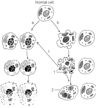 Fig. 1.6.1: Schematic representation of two mechanisms of cell death, necrosis (a) and apoptosis  (b)