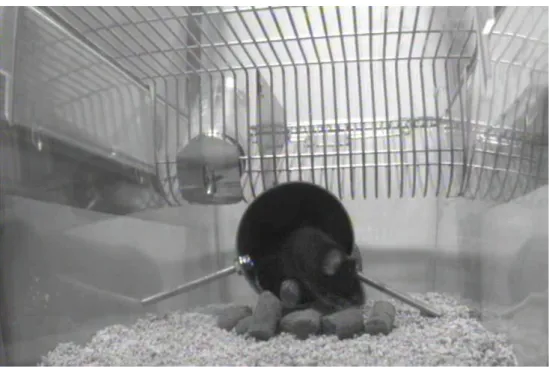 Fig. 2.5: Mouse performing burrowing test.      