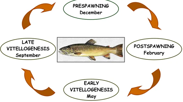 Fig. 1 – The Portuguese brown trout breeding cycle. 