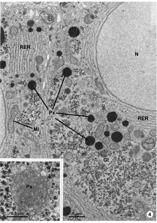 Fig.  4 –  Ultrathin  section of  an  S. trutta  hepatocyte,  with  peroxisomes  (Px)  stained  after  DAB  reaction  for  the  detection  of  catalase,  in  the  proximity  of  mitochondria  (Mi),  rough  endoplasmic reticulum (RER) and glycogen (Gl)