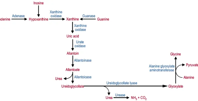 Fig.  9  –  Route  for  the  degradation of  purines  and  reutilization  of  purine  carbon  skeletons  in  the liver