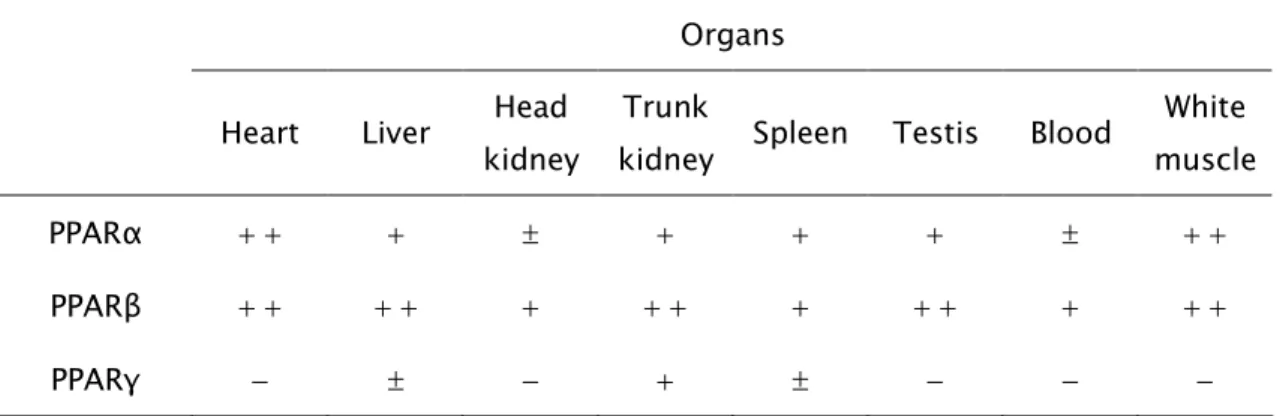 Table  1  -  Relative  expression  levels  of  PPAR  genes  in  S.  trutta  organs  by  semi- semi-quantitative RT-PCR 