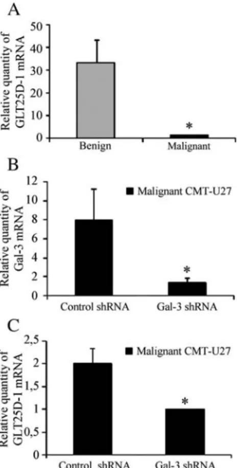 Fig. 8. GLT25D1 mRNA expression levels in CMT cell lines correlate with both galectin-3 subcellular distribution pattern and galectin-3 expression level