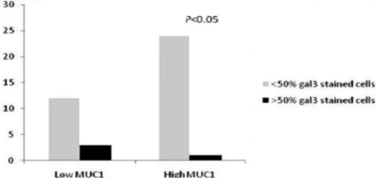 Fig. 2. MUC1 and epidermal growth factor  receptor (EGFR) are differentially expressed  in the membrane and cytoplasm in a series  of CMMT