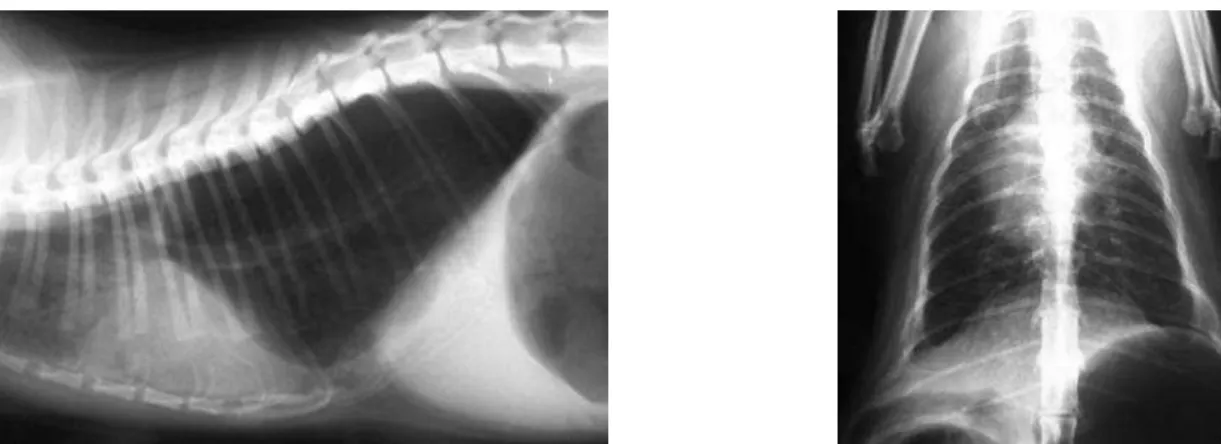 Fig. 2 Imagem do aparelho de pletismografia barométrica de corpo inteiro do HVM. A seta está a apontar para o transdutor de  pressão da câmara