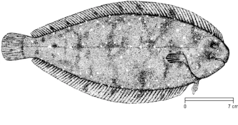 Figure 5 - Solea senegalensis (FAO) 