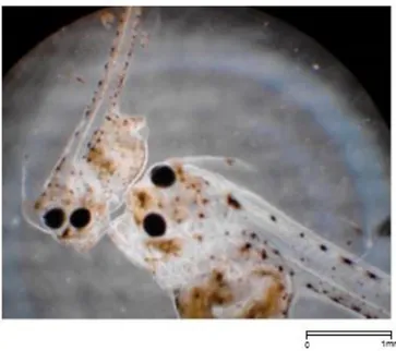 Figure  9  – Solea  senegalensis  larvae  at  12  DAH.  Photograph  taken  by  Isidro  Blanquet