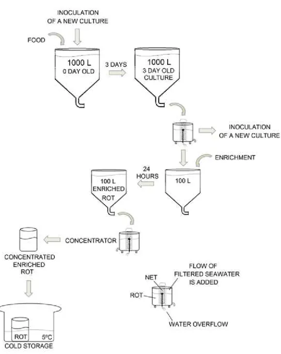 Figure 12  –  Rotifer cultures maintenance running in batch system (3 day cycle) in  Safiestela 