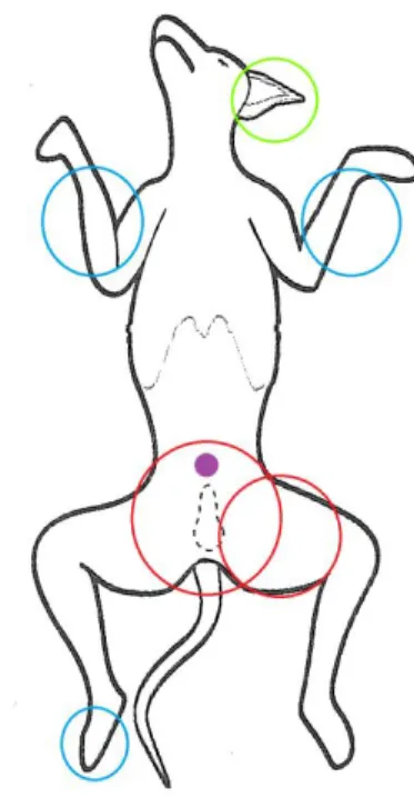 Figura  1:  diagrama  representativo  da  localização  das  lesões  da  Tara.  Verde:  eritema;  azul:  alopécia;  vermelho: 