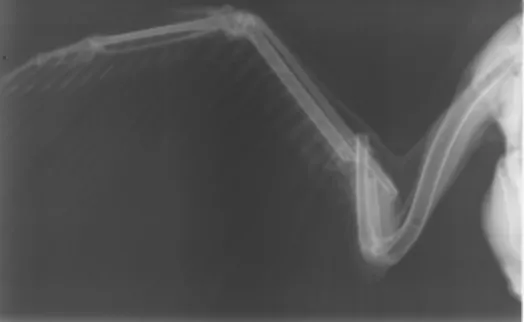 Figura  3  –  Radiografia  em  projeção  ventro-dorsal  do  membro  torácico  direito  (imagem  gentilmente  cedida  pelo  CRFS  de AMUS) 
