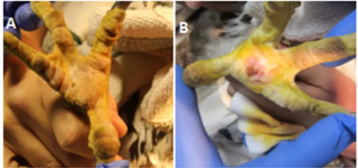 Figura  8  - Lesão  de  pododermatite  na  pata  direita  (A)  e  pata  esquerda  (B)  no  dia  23  de  março  (imagem  gentilmente cedida pelo CRFS de AMUS)