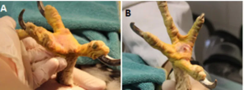 Figura 11 – Lesões de pododermatite na pata direita (A) e pata  esquerda  (B)  no  dia  16  de  abril  (imagem  gentilmente  cedida  pelo CRFS de AMUS)