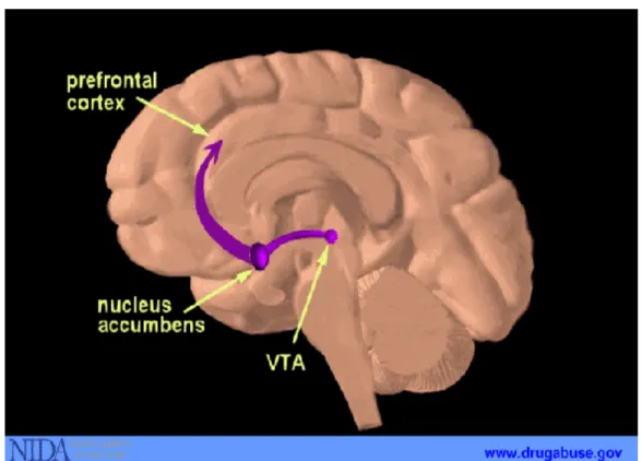 Figura 1. Sistema de recompensa mostrando as projeções dopaminérgicas da área tegmental ventral (VTA) para o  núcleo accumbens e córtex pré-frontal
