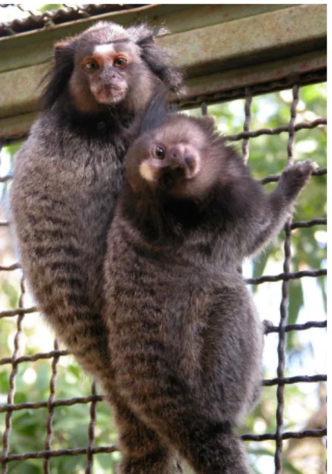 Figura  3.  Fotografia  de  dois  indivíduos adultos  da  espécie  mico-estrela  (Callithrix  penicillata),  mantido  em  cativeiro  no  Centro  de  Primatologia  da  Universidade  de Brasília