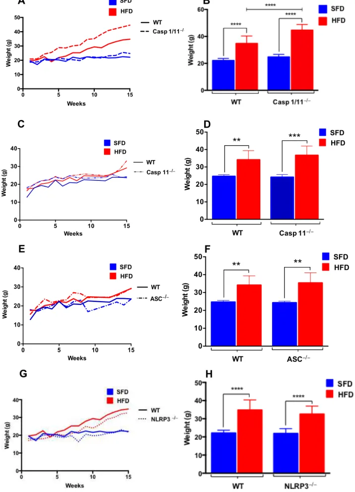 Figura  1:  Ganho  de  peso  de  animais  selvagens  (WT),  Caspase  1/11 -/- ,  Caspase  11 -/- ,  ASC -/-   e  NLRP3 -/- -/-submetidos à dieta normolipídica (SFD) ou hiperlipídica (HFD) por 3 meses