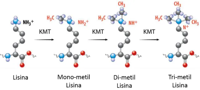 Figura 5  –  Diversidade de estados químicos obtidos pela metilação sequencial de resíduos  de  lisina  catalisada  por  diversas  famílias  de  metiltransferases  de  lisina