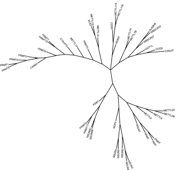 Figura 8 – Famílias de metiltransferases de arginina conforme similaridade com domínio  SET  de  Drosophila