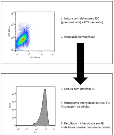 Figura 12  –  Passos para a quantificação do sinal de fluorescência de CFSE no  detector FLI 