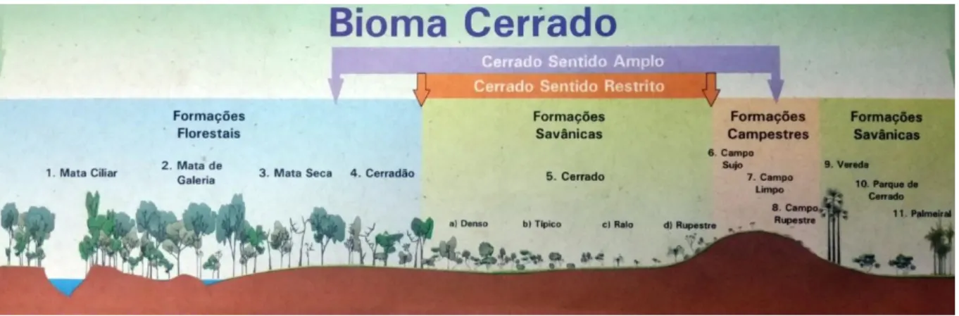 Figura 1 - Formações e fitofisionomias do Bioma Cerrado. Fonte: Ribeiro &amp; Walter (2008)