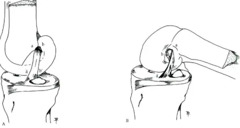 Fig. 2 — Orientação dos feixes do LCA no plano sagital. Na extensão (A) e na flexão (B)