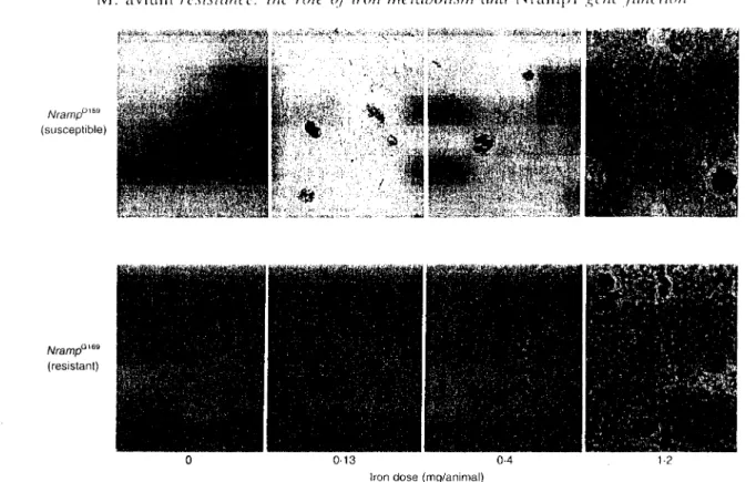 Figure 2. Liver tissue sections from the mice infected for 30 days with M. avium and treated with the indicated doses of iron­