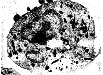 Fig. 4. A neutrophil in a sample processed for ultrastructural cytochemistry for  peroxidase activity