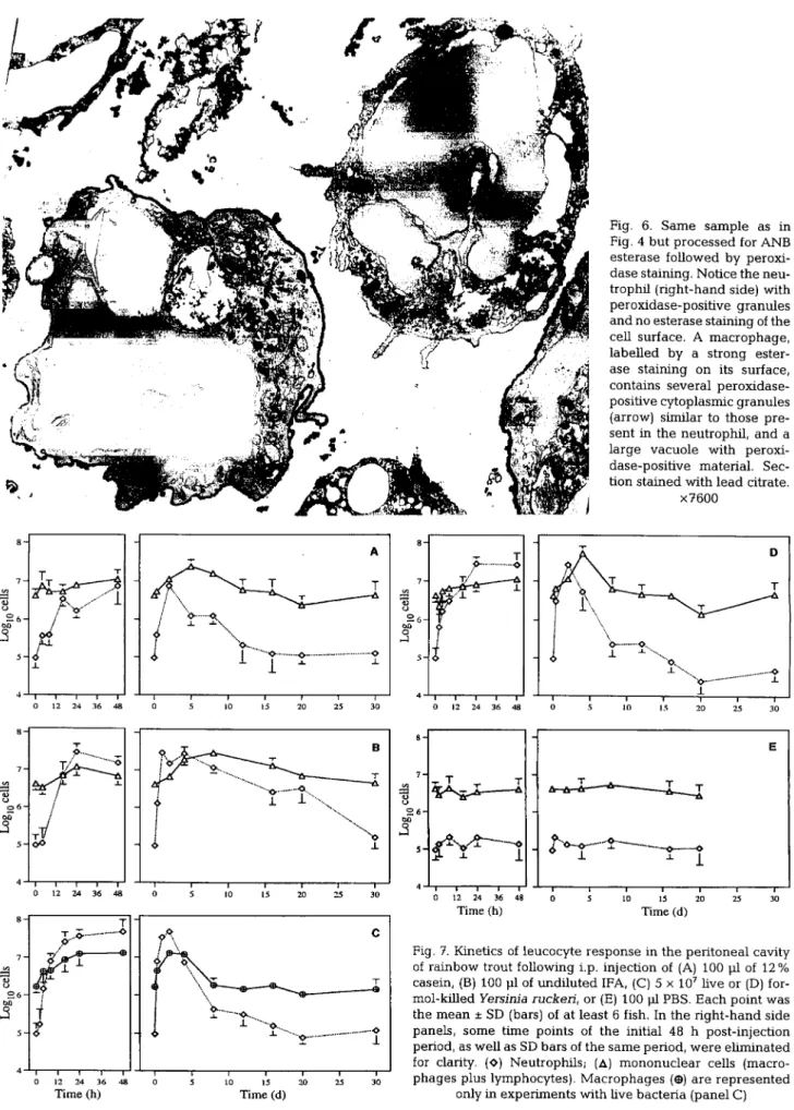 Fig. 6. Same sample as in  Fig. 4 but processed for ANB  esterase followed by  peroxi-dase staining