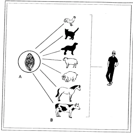 Fig. 1. 1 - A infestação por Trematoda Digenea (A) de animais domésticos (B) pode causar  patologias graves no homem 