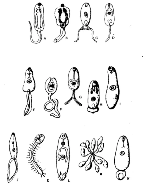 Fig.  1 . 4 - Alguns tipos morfológicos de cercarias: A-Monostoma. B- Anfistoma. C- Gasterostoma
