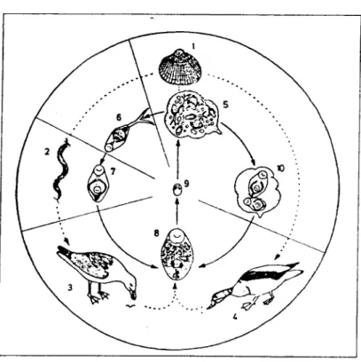 Fig.  1 . 7 - Ciclo evolutivo de G. choledochus. 1 - C. edule; 2 - Nereis.sp; 3- L. argentatus; 4 - -T