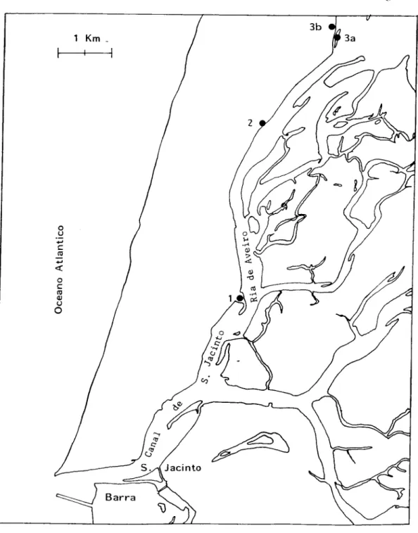 Fig. 2.2 - Localização das estações de colheita de C. edule e S. plana na Ria de Aveiro ( segundo  Russell-Pinto)