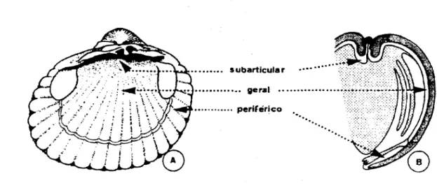 Fig. 2.4 - Microbiótopos extrapaleais. A - face interna da valva esquerda de C. edule