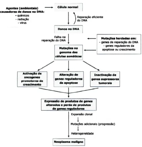 Figura 1 - Mecanismo exemplificativo da carcinogénese, demonstrando mutações em vários  genes, em diversas etapas (adaptado de Kumar et al., 2003)