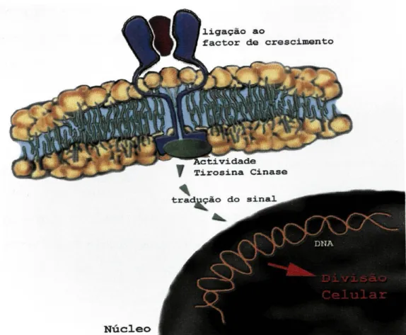 Figura 6 - Mecanismo de acção do receptor HER2 no controlo do crescimento celular. 