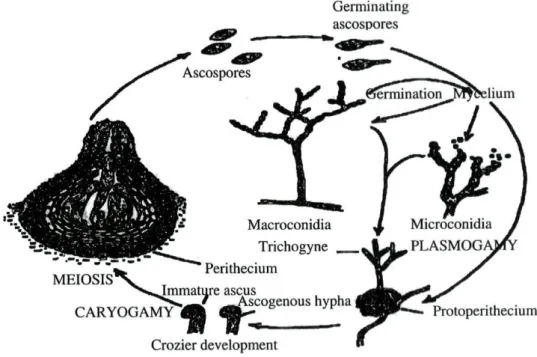 Figure 1. Neurospora life cycle. Redrawn from Griffin (1994). 