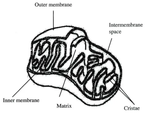 Figure 2. Three-dimensional drawing of a mitochondrion. 
