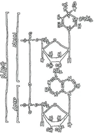 Figure 4. Structural representation of NAD(P)H. AMP is coupled to a nicotinamide-containing  nucleotide (NMN) through a pyrophosphate bond