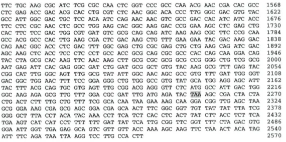 Figure 5. Open reading frame of the  ndel  cDNA from  N. crassa.  The stop codons upstream the initiation codon are depicted in bold
