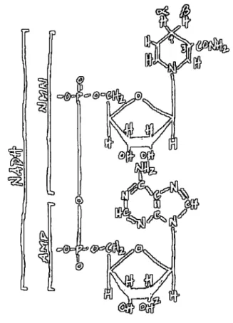 Figure 4. Structural representation of NAD(P)H. AMP is coupled to a nicotinamide-containing  nucleotide (NMN) through a pyrophosphate bond