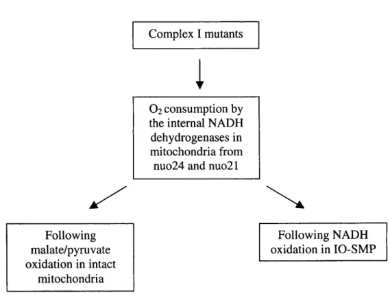 Figure 1. Strategy used to characterise internal NAD(P)H oxidation activities. 