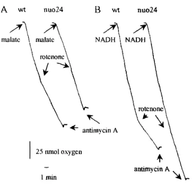 Figure 2. nuo24 complex I does not carry out NADH oxidation coupled to oxygen consumption